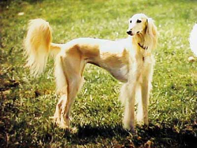 A saluki breed  of dog