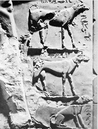 A saluki relief